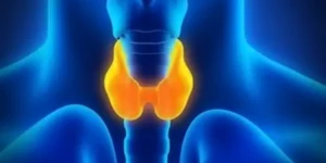 갑상선기능 혈액검사