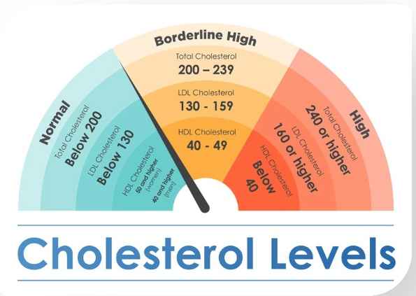 중성지방 콜레스테롤 관계
