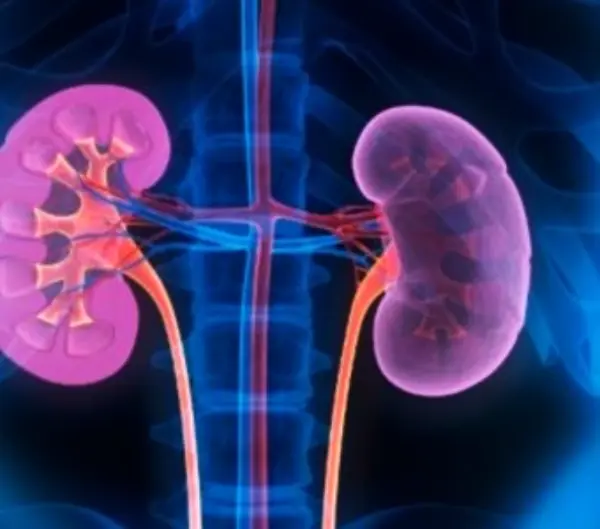 신장기능검사 항목 4가지 확인해보기 1 신장기능검사 항목