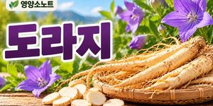 도라지 효능