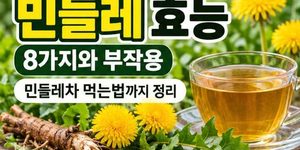 민들레 효능