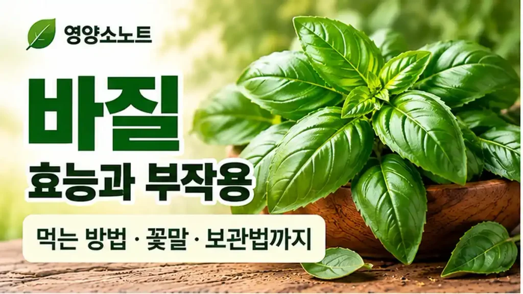 바질 효능 8가지와 부작용, 먹는 방법과 보관, 꽃말까지 알아봐요 1 바질 효능