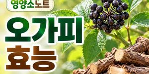 오가피 효능