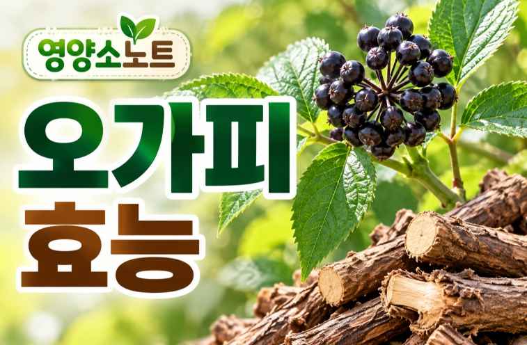 오가피 효능