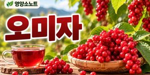 오미자 효능