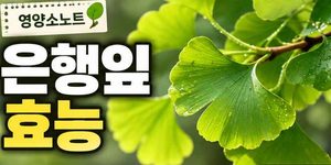 은행잎 효능