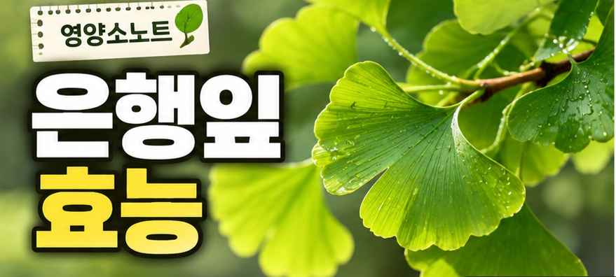은행잎 효능