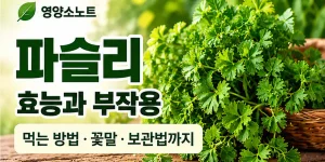 파슬리 효능